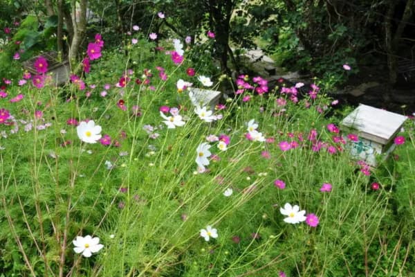 Ee Feng Gu Honey Bee Farm Cameron Highlands apiary beehives flower garden